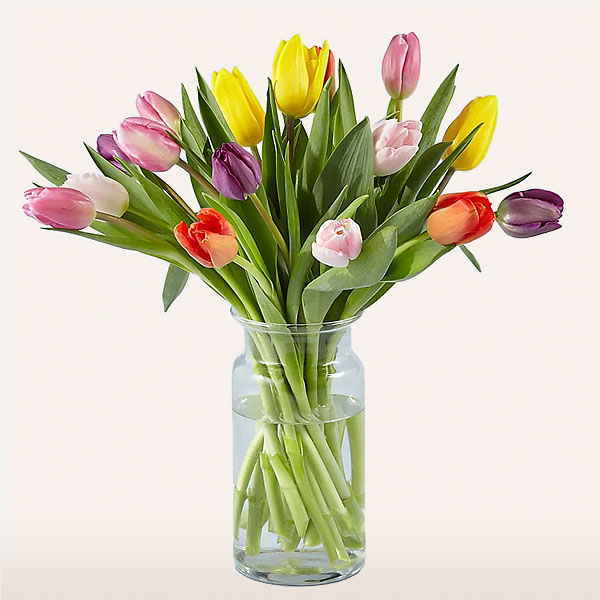 Rainbow Tulips