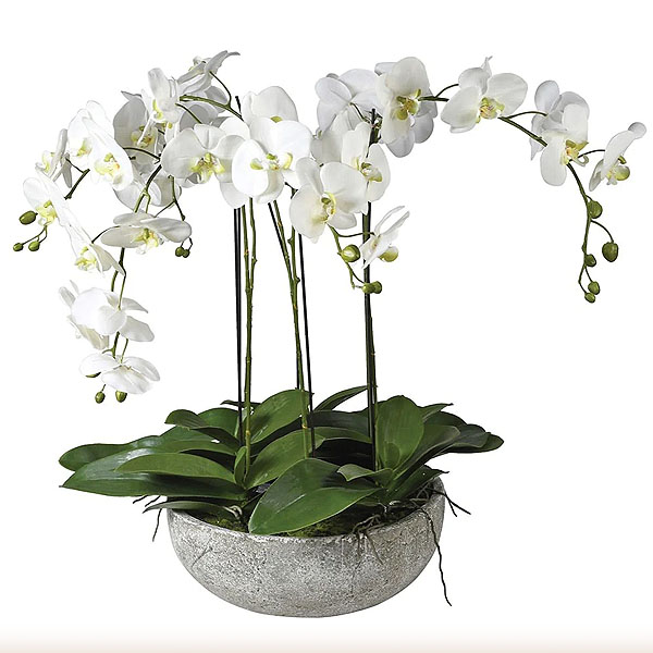 Orchid Sunshine