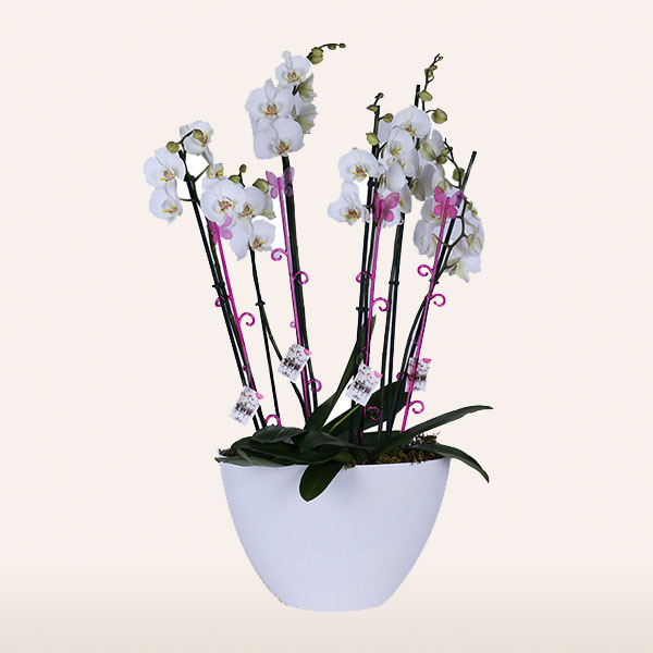 Orchids Ovation