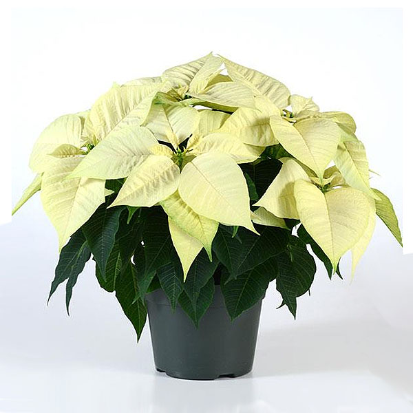White Christmas Poinsettia