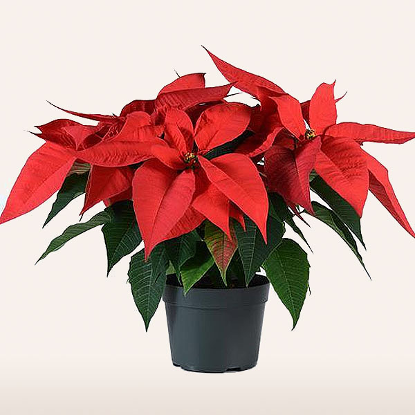 Red Christmas Poinsettia