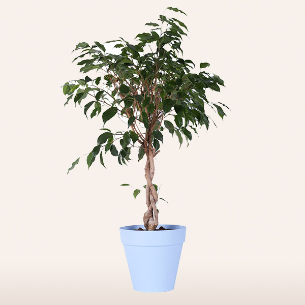 Ficus Tree