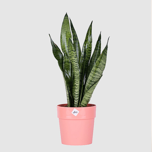 Sansevieria Plant